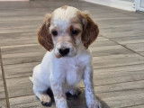Chiot Setter Anglais LOF à vendre