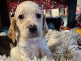Chiot Setter Anglais LOF à vendre