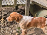 Chiot Setter Anglais LOF à vendre