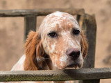 Chiot Setter Anglais LOF à vendre