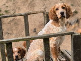 Chiot Setter Anglais LOF à vendre
