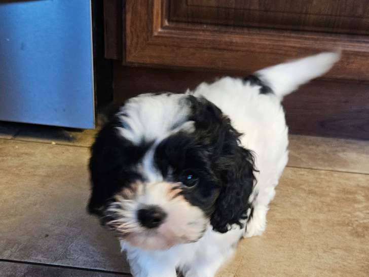 Chiots Cavapoo à vendre