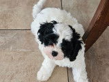 Chiots Cavapoo à vendre