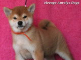 Des chiots Shiba Inus LOF &agrave; vendre