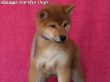 Des chiots Shiba Inus LOF à vendre