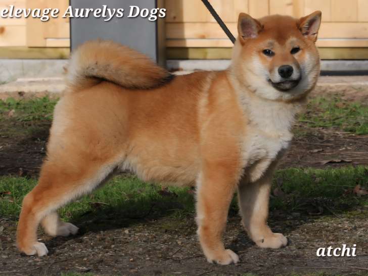 Des chiots Shiba Inus LOF à vendre