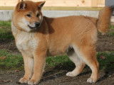 Des chiots Shiba Inus LOF à vendre