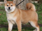 Des chiots Shiba Inus LOF à vendre