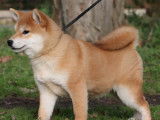 Des chiots Shiba Inus LOF à vendre