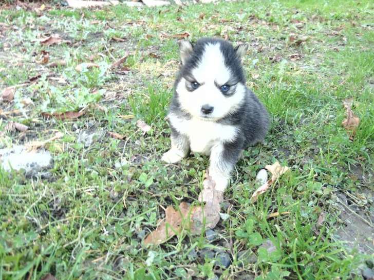 À réserver, 5 chiots Pomskies LOF de novembre 2025