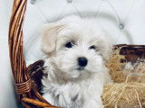 Chiots Bichon Maltais à vendre