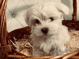 Chiots Bichon Maltais à vendre