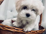 Chiots Bichon Maltais &agrave; vendre