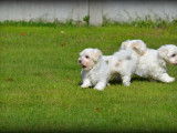 Chiots Bichon Maltais à vendre
