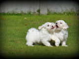 Chiots Bichon Maltais à vendre