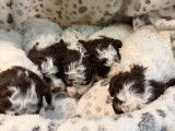 4 chiots Lagotto Romagnolo LOF à réserver