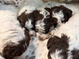4 chiots Lagotto Romagnolo LOF à réserver