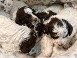 4 chiots Lagotto Romagnolo LOF à réserver