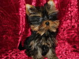 2 chiots Yorkshire Terriers m&acirc;les non-LOF d&rsquo;ao&ucirc;t 2025 &agrave; vendre