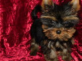 2 chiots Yorkshire Terriers mâles non-LOF d’août 2025 à vendre