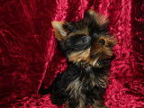 2 chiots Yorkshire Terriers mâles non-LOF d’août 2025 à vendre
