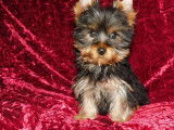 2 chiots Yorkshire Terriers mâles non-LOF d’août 2025 à vendre
