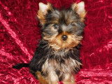 2 chiots Yorkshire Terriers mâles non-LOF d’août 2025 à vendre