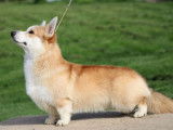 1 chien Welsh Corgi Pembroke fauve LOF disponible pour saillie