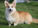1 chien Welsh Corgi Pembroke fauve LOF disponible pour saillie