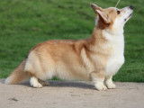 1 chien Welsh Corgi Pembroke fauve LOF disponible pour saillie