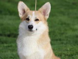 1 chien Welsh Corgi Pembroke fauve LOF disponible pour saillie