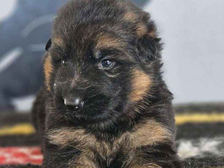 3 chiots Bergers Allemands Poils Longs LOF à réserver