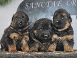 3 chiots Bergers Allemands Poils Longs LOF à réserver