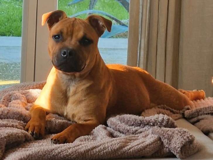 Un chiot femelle Staffordshire Bull Terrier fauve LOF de juin 2025 à vendre