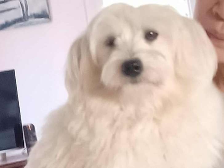 À vendre, un chiot mâle Bichon Maltais LOF