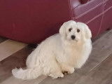À vendre, un chiot mâle Bichon Maltais LOF