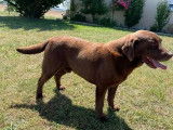 1 chien Labrador Chocolat LOF à vendre, adulte de 8 ans