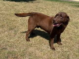 1 chien Labrador Chocolat LOF &agrave; vendre, adulte de 8 ans