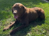 1 chien Labrador Chocolat LOF &agrave; vendre, adulte de 8 ans