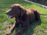 1 chien Labrador Chocolat LOF &agrave; vendre, adulte de 8 ans