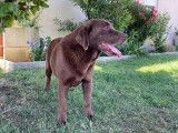1 chien Labrador Chocolat LOF &agrave; vendre, adulte de 8 ans
