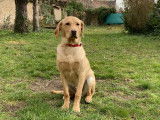 Chien adulte Labrador Retriever à donner