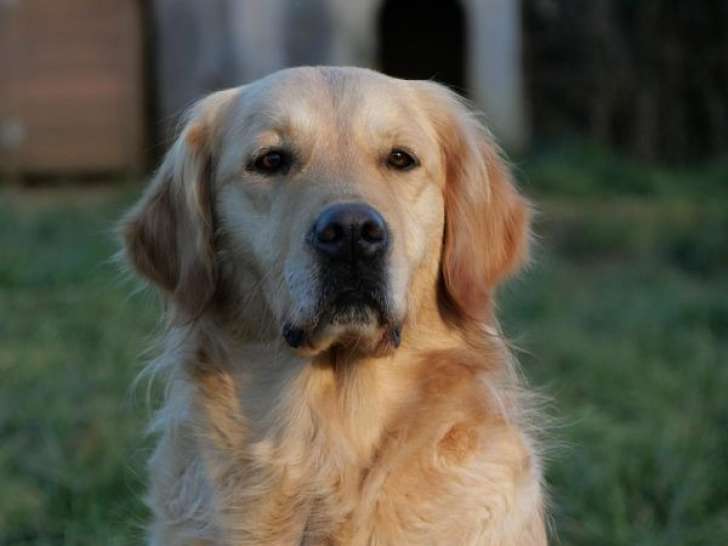 8 chiots Golden Retrievers LOF à réserver