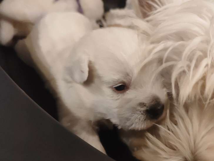 Chiots Westie à vendre