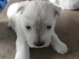 Chiots Westie à vendre
