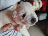 Chiots Westie à vendre