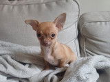 Chiot Chihuahua de petite taille &agrave; vendre