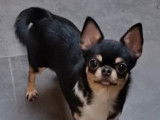Femelle Chihuahua disponible