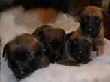 Chiots Berger Malinois à vendre