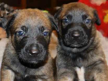 Chiots Berger Malinois &agrave; vendre